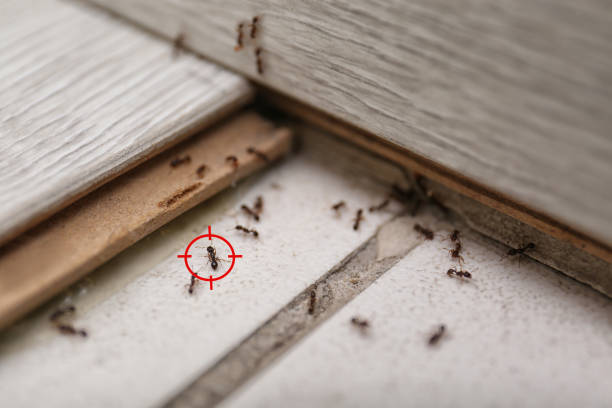 Best Exterminator Services  in Jacksonville, FL