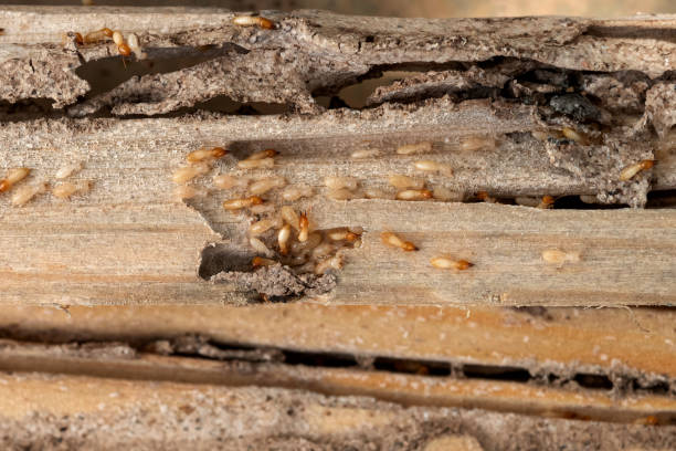 Best Emergency Pest Control  in Jacksonville, FL